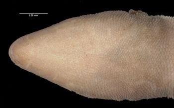 Media type: image;   Herpetology R-3341